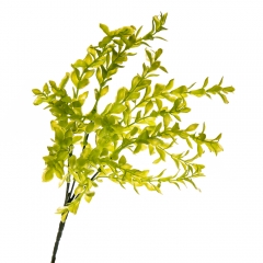 Цветок Самшит (2001-004)