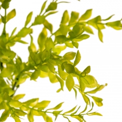 Цветок Самшит (2001-004)