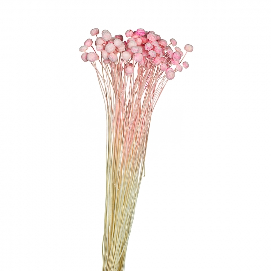 Сухоцвіти "Ботао" ніжно-рожеві (8430-004)