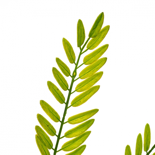 Гілка папороті зелено-жовта штучна (8408-054)