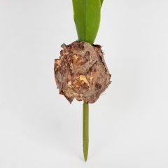 Гіацинт штучний з цибулиною, синій, 35 см (2028-029/blue)