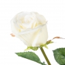Троянда кремова, 77 см, силікон (008F/cream)