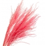 Ковилаа Рожева, стабілізований (8213-045)