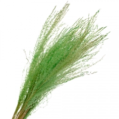 Ковыль Салатовый, стабилизированная (8213-046)