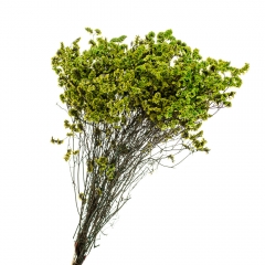 Кермек Зеленый, стабилизированный (8213-052)