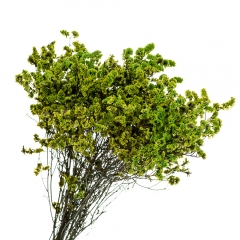 Кермек Зеленый, стабилизированный (8213-052)