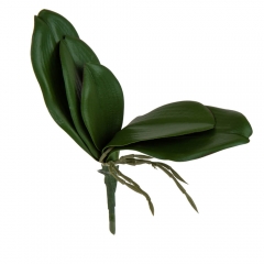 Листья орхидеи (8921-001)