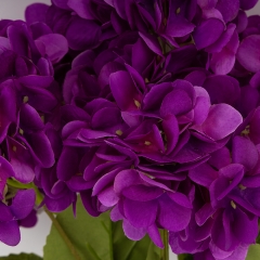 (2026-008/violet)
