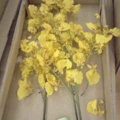 Орхидея (силикон, 70 см) (115F/yellow)