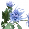 Хризантема блакитна (2000-046BU)