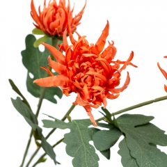 Хризантема оранж (2000-047OG)