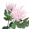 Хризантема рожева (2000-048PK)
