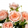 Букет з троянд "Dame de Couer", персиковий, 32 см (8409-012)