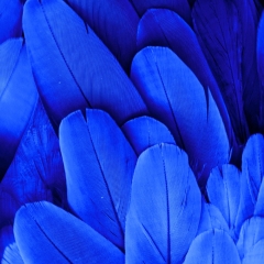 Декоративные перья, синие (9094-004)