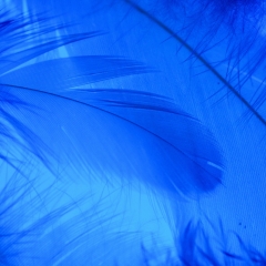 Декоративные перья, синие (9094-009)