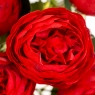 Букет квітів "Червоний" (8023-005/red)