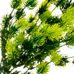 Ветка хвои (8031-004)