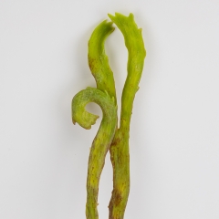 Папороть штучна декоративна, зелена, 60 см (2028-008/red-green)