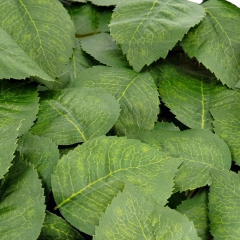 Искусственные листья розы, зелёные, 250 г (9230-011)