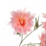 Хризантема, рожева (8725-045)