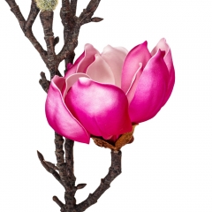 Магнолия "Фелисия", фиолетовая, 70 см (9160-058)