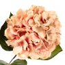 Квітка штучна "Гортензія персикова" (2000-006PK)